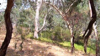 Juvenile Kookaburra Learning How to Laugh