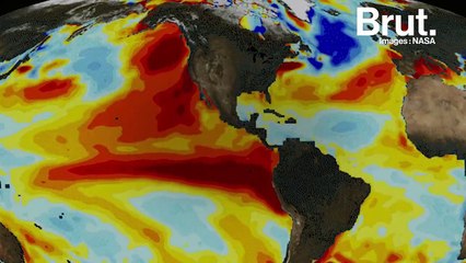 Pourquoi un million d'oiseaux marins ont-ils été retrouvés morts ?