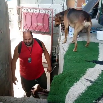 Tous les jours son chien l'accueille d'une façon incroyable