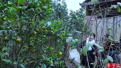 In the cold winter,eat ginger,can warm the whole day/正值寒冬，吃点生姜，就能暖和一整天！|Liziqi Channel