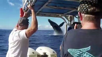 Une magnifique baleine saute hors de l'eau alors que les touristes admiraient un arc-en-ciel