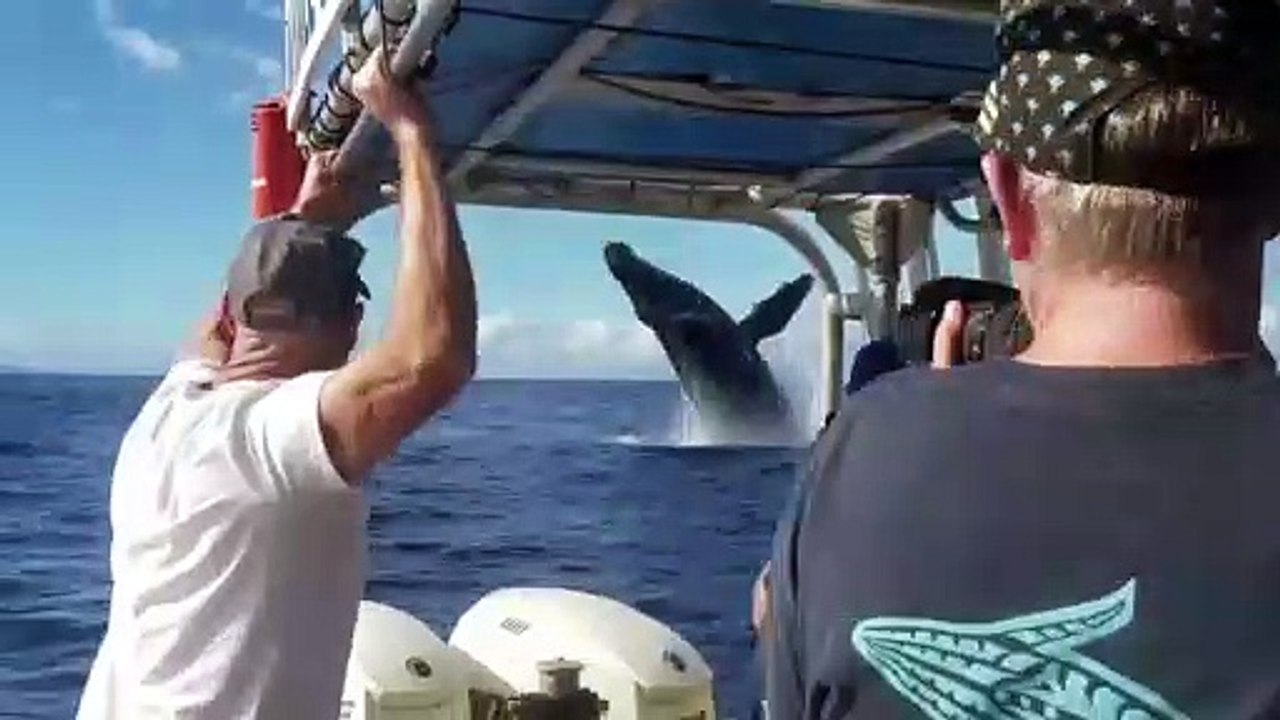 Une magnifique baleine saute hors de l'eau alors que les touristes admiraient un arc-en-ciel