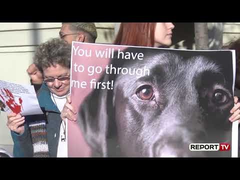 Sërish protestë para Bashkisë së Tiranës kundër vrasjes së qenve: Hapni qendër strehimi