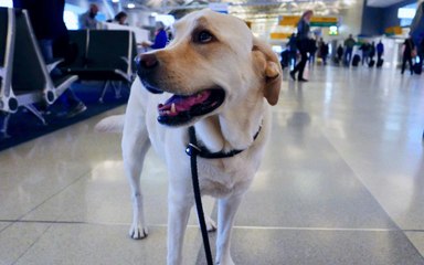 Delta Introduces CarePod — a New Cargo Pet Carrier to Make Traveling With Pets a Breeze