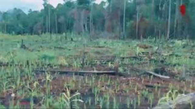 Ketika Membakar Lahan Satu-satunya Pilihan