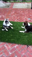 Excited Puppy Loses his Balance