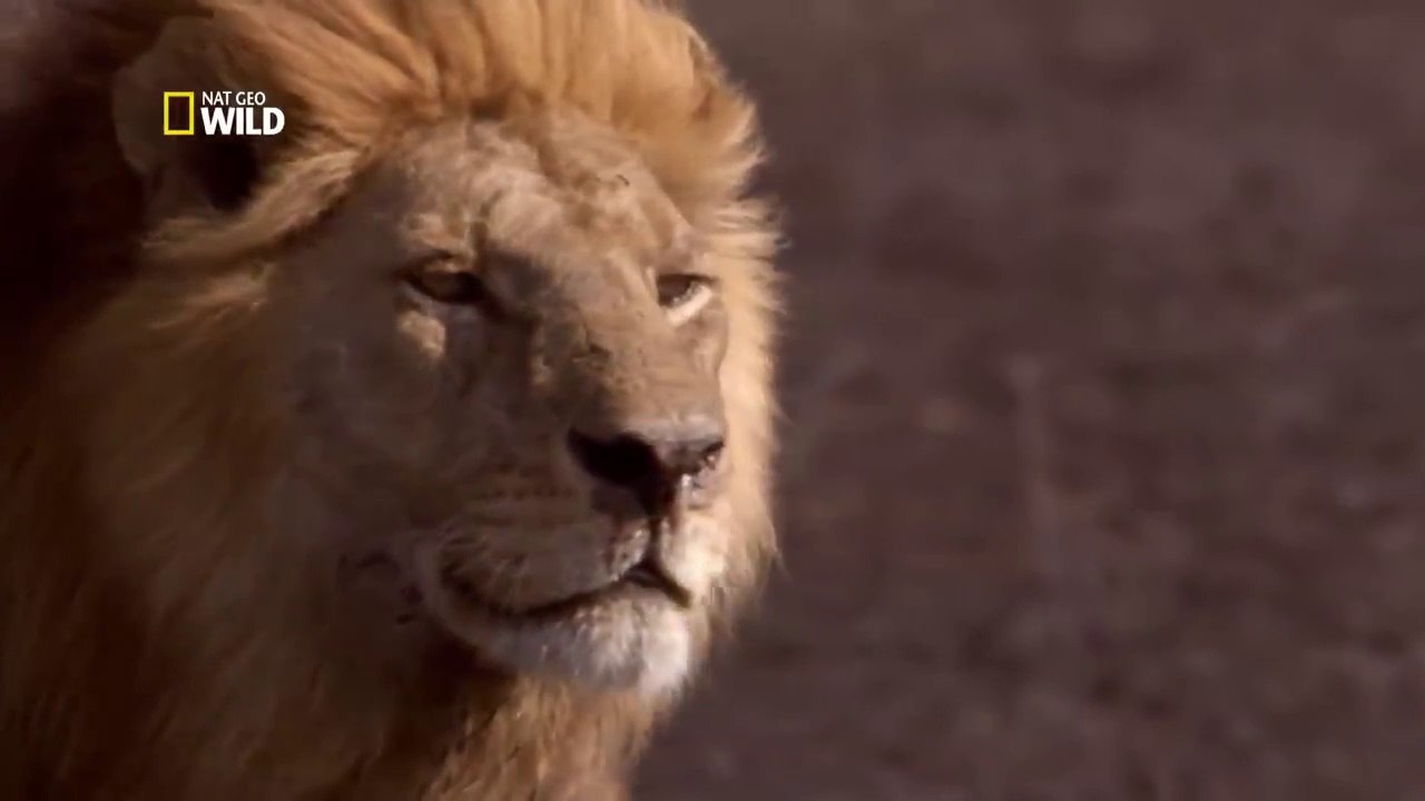 PELEA DE LEONES