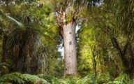 New Zealand's Most Treasured Trees Are in Danger — Here's How Hikers Can Stop Making It Worse