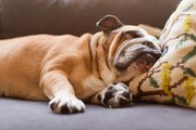 Why It's Normal for Dogs to Twitch in Their Sleep