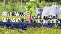 Bois brancos e ARARAS AZUIS uma interessante INTERACAO ECOLOGICA