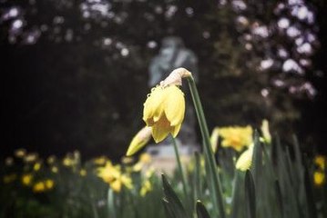 Will the Cold Kill Your Spring Bulbs?