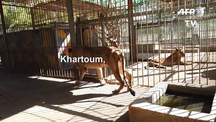 Soudan: des vétérinaires tentent de sauver les lions mal-nourris d'un zoo