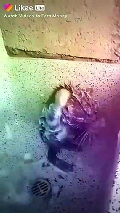 Chuha take bath