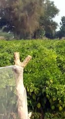 tiddi attack in rajasthan,#tiddiattackinindia,#tiddiattackinjalor