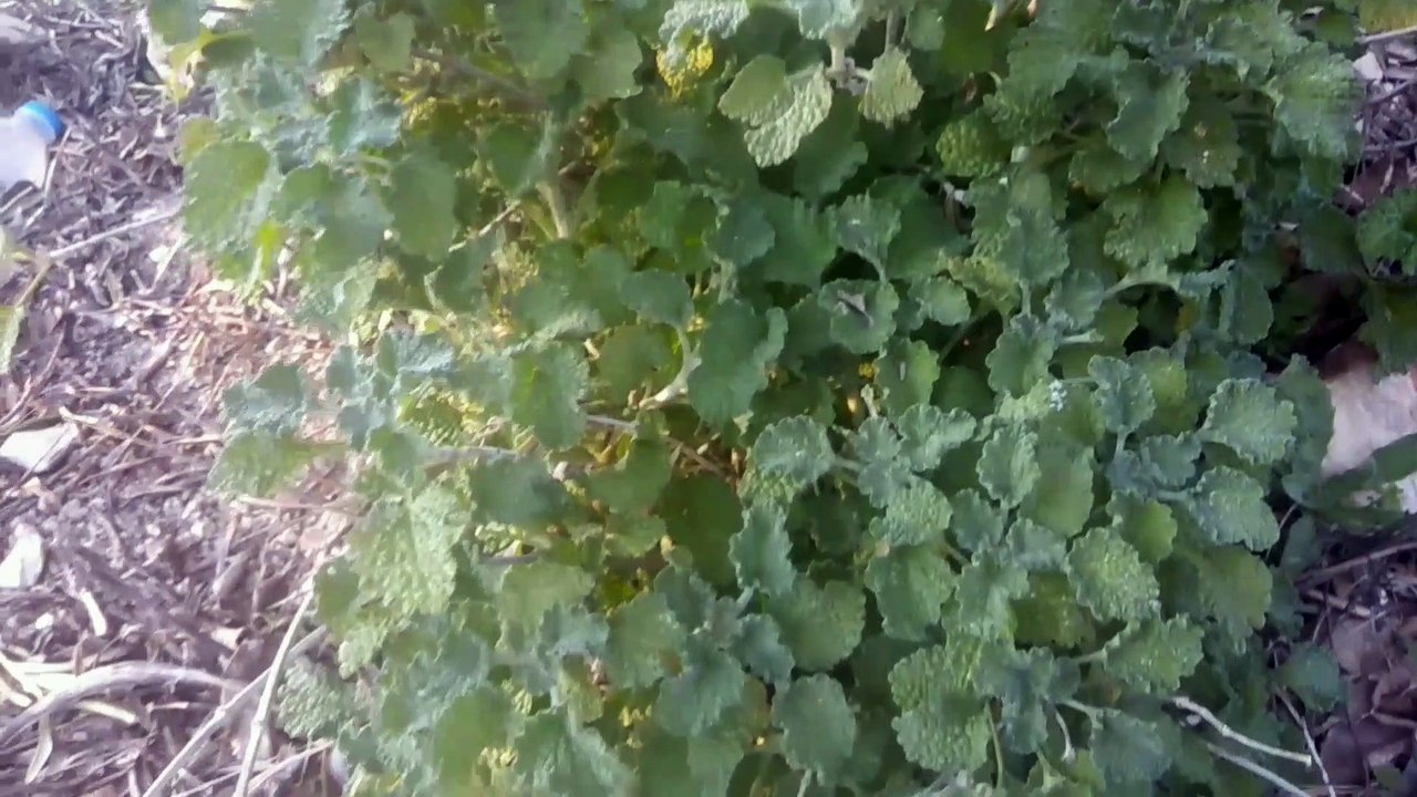 Mayasıl otu hemoroid basur otu Karaot küçük kırlangıç otu faydaları yararları nelerdir