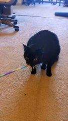 Cat Plays Tug of War