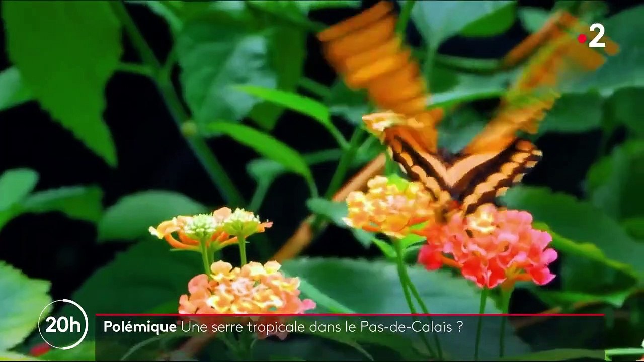 Pas-de-Calais : le projet de construction d'une serre tropicale fait polémique