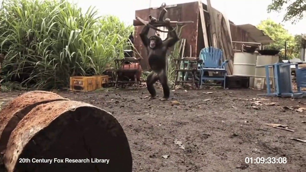 Ape  monkey With AK-47