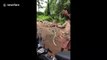 Brave villager catches cobras with bare hands in Cambodia