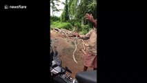Brave villager catches cobras with bare hands in Cambodia