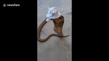 Bizarre moment man places tiny hat on deadly wild cobra
