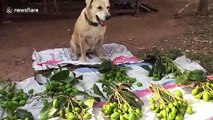 Cute dog sells mangoes at market