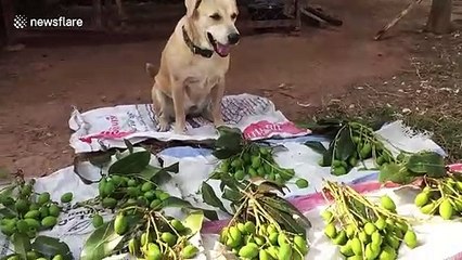 Cute dog sells mangoes at market