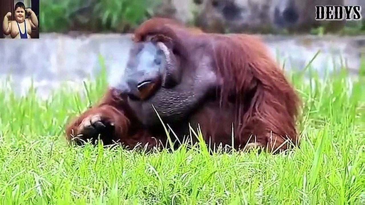 Animal  acting like human