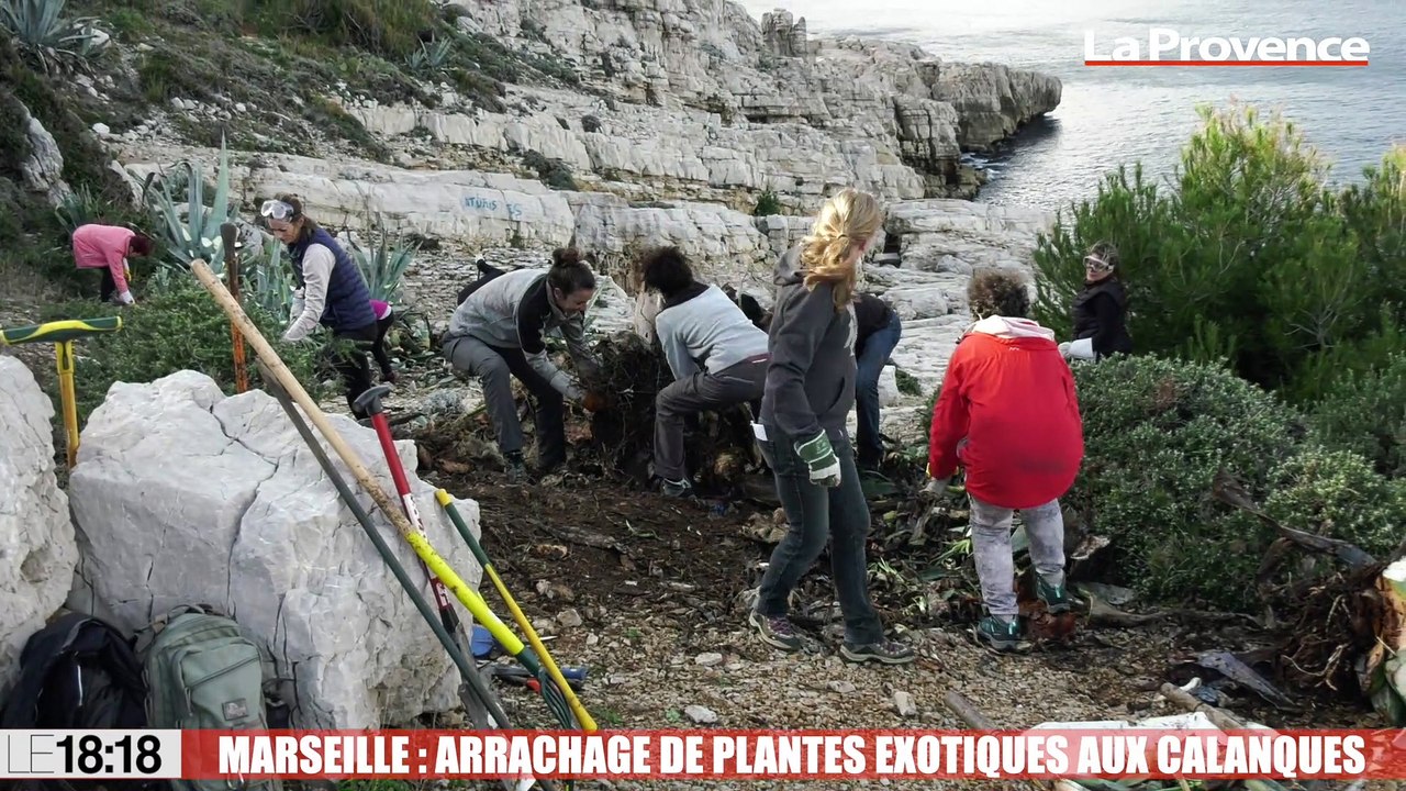 Marseille : campagne d'arrachage de plantes exotiques envahissantes