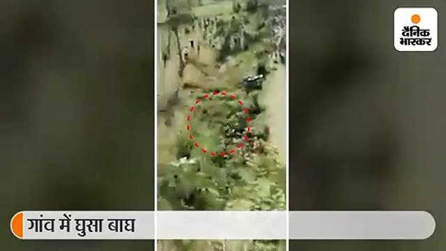 भंडारा के एक गांव में घुसे बाघ ने तीन ग्रामीणों को किया घायल, पकड़ने के प्रयास में जुटी वन विभाग की टीम 