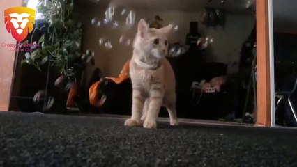 Cats Playing With Bubbles Compilation