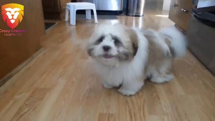 Hilarious Dogs Making Funny Noises Compilation