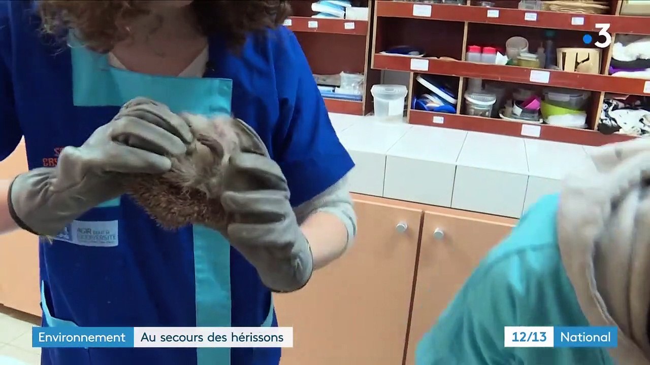 Environnement : un centre au secours des hérissons