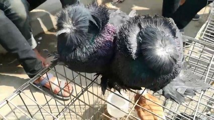 ২৪শে জানুয়ারীর কবুতর হাটের ভিডিও প্রতিবেদন মিরপুর ১ ঢাকা।