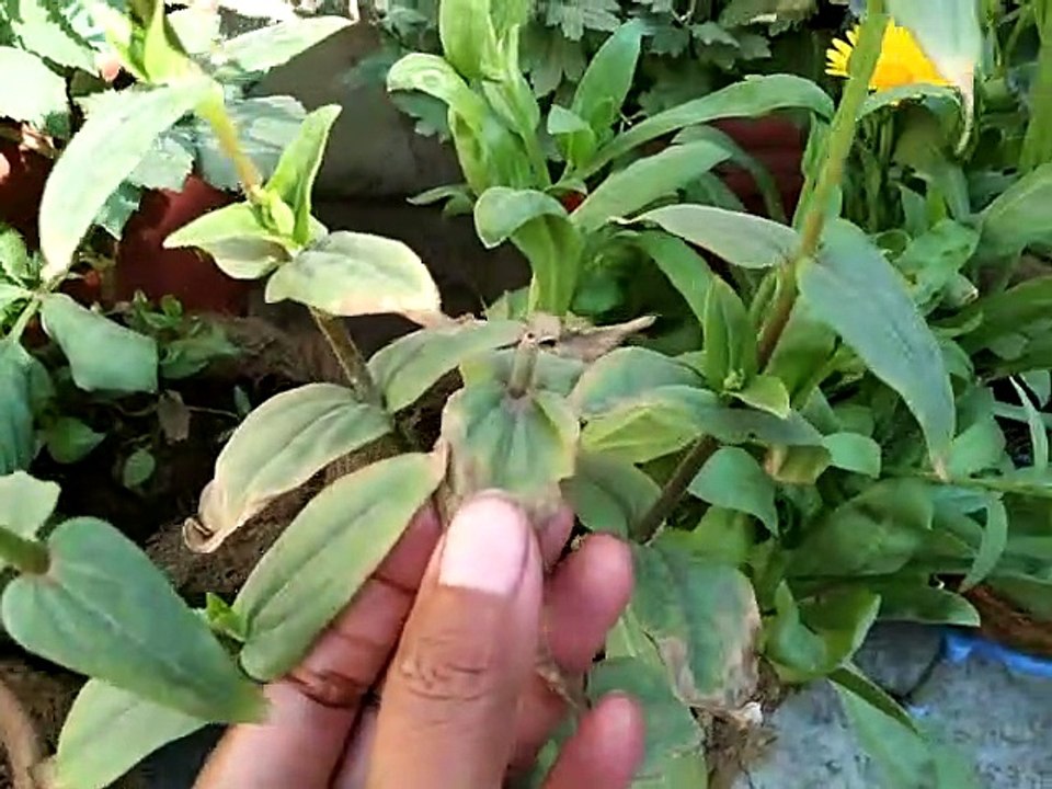Zinnia को लगाओ winters मे भी मेरे तरीके से...