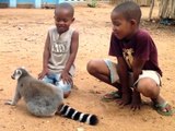 Un lémurien adore les calins et en redemande à ces enfants