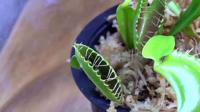 L'heure du repas pour cette plante carnivore nourrie avec des insectes - Venus Fly Trap