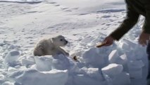 Ils découvrent un bébé ours polaire abandonné sur la banquise