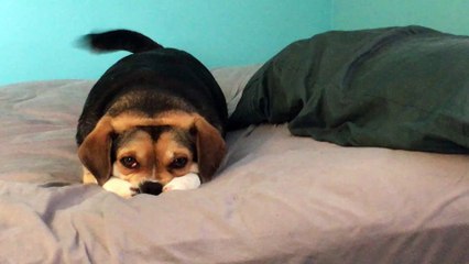 Adorable Doggo Patiently Waits for Food