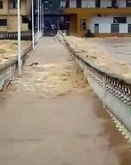 Cachorro se salva de enchente em Cachoeiro de Itapemirim