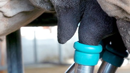 Camel milk can cost $30 a litre. Why is it so expensive?