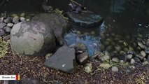 Mom Drags Reluctant Baby Otter To Swim Lesson