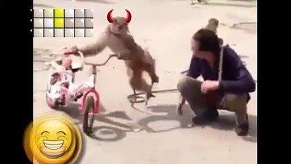 हस्ते हस्ते पागल हो जाओगे