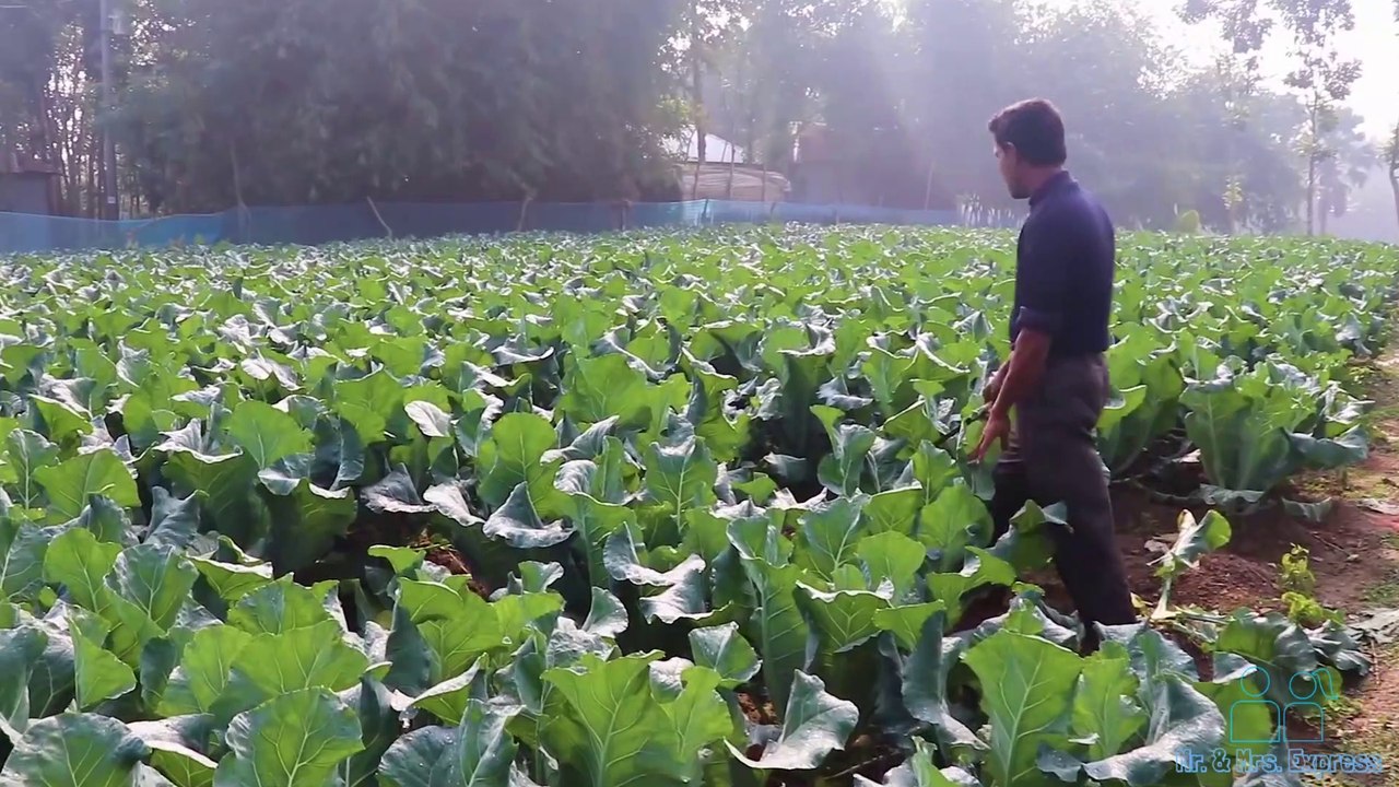 fresh cauliflower With feed 500 people in the village by Mr. & Mrs. Express