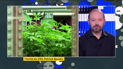 Cannabis thérapeutique : des premiers retours d’expérience