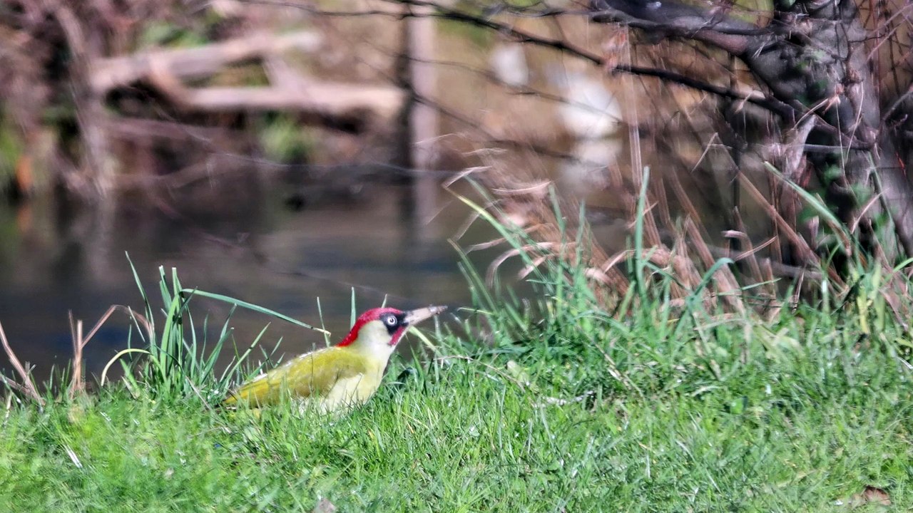 Pic vert (Picus viridis)