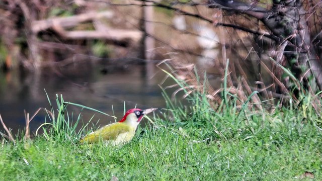 Pic vert (Picus viridis)