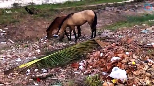 FLAGRANTE DE CAVALOS COMENDO LIXO NA ORLA DE PRAIA AZUL EM PITIMBU