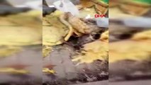 Konya çöpte bir kısmı yanmış köpek ölüsü bulundu