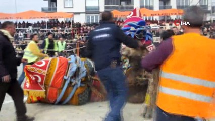 Burhaniye’de deve güreşlerini 15 bin kişi izledi